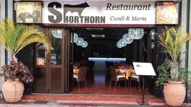 Shorthorn en Los Cristianos, Arona