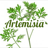 Artemisia en Barcelona