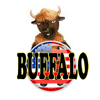 Buffalo en Salamanca
