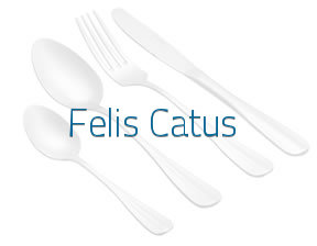 Felis Catus en Fuenlabrada